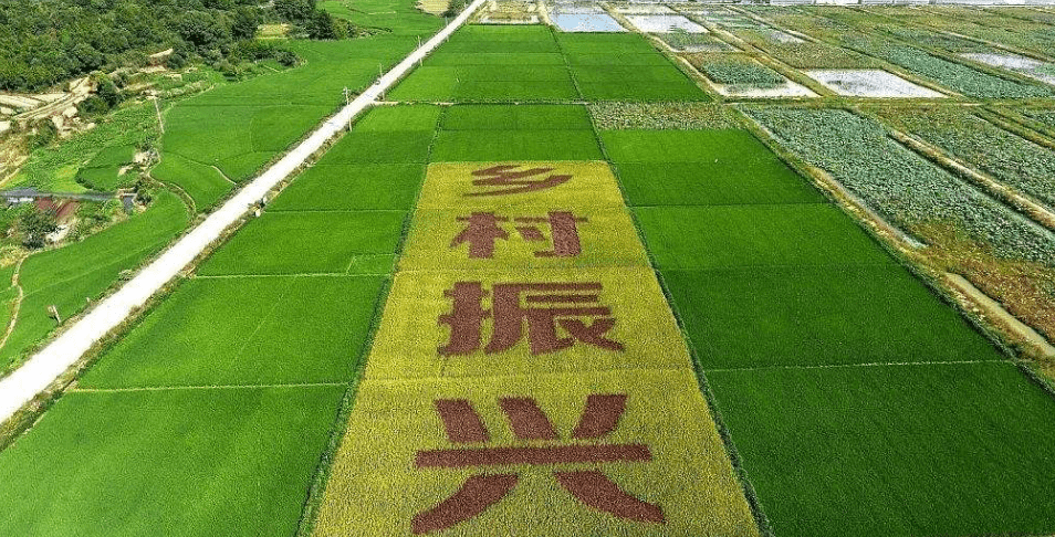 人民日報“鄉村振興計劃”為何看上他？_直播_行業_農產品